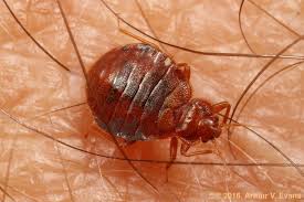 Image result for Cimex lectularius bites