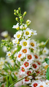 Image result for Pycreus xantholepis