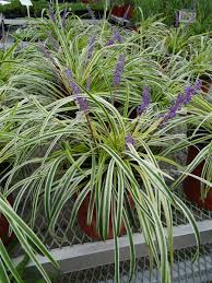 Image result for Lily Turf