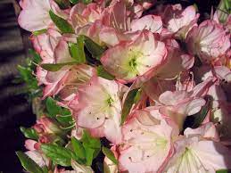 Azaleas Azaleas Apple Blossom Flower Garden