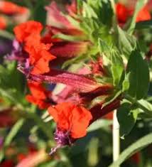 Image result for Cuphea llavea