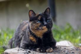 The gene that governs how the orange color in cats displays is on the x chromosome. Why Male Tortoiseshell And Calico Cats Are Rare