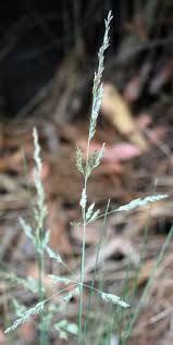 Image result for Photedes morrisii