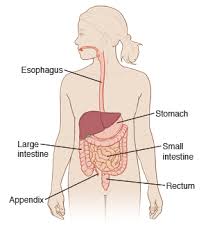 Gastroenteritis is an irritation and inflammation of the stomach lining and intestines that causes vomiting and/or diarrhea. Gastroenteritis Viral Adult
