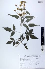 Image result for Bidens schimperi