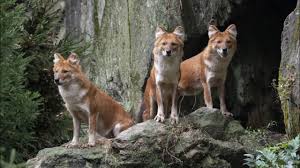The bronx zoo (also historically the bronx zoological park and the bronx zoological gardens) is a zoo within bronx park in the bronx, new york. Jim Breheny Bronx Zoo Salary Jobs Ecityworks