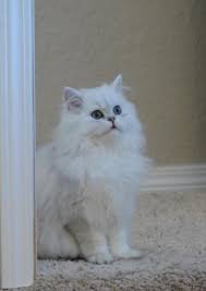 Chinchilla Silver Persian Blaze Chat Persan Chat Persan Chinchilla Chats Adorables