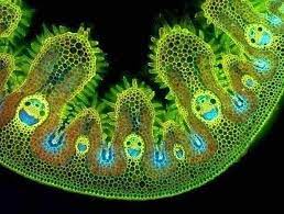 Coupe au microscope d'un brin d'herbe : c'est par les sourires des petits  bonshommes que circule l'eau qui anime la plante... (via AC Prévost) Bon  week-end
