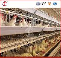 Meilleure cage à poules, une cage à couches de type, usine de cages à  couches pour poules en Chine, OEM personnalisé, facilement nettoyable,  configuration de cage à couches en bois, poulailler en fil