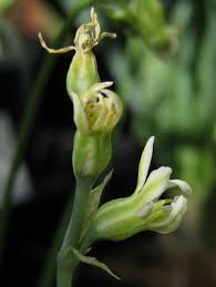 Image result for Habenaria galpinii