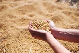 L Onab Achete 35 000 Tonnes De Farine De Soja Algerie Eco