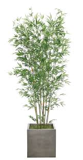 bamboo 7 6 tree in cube concrete finish container plant decor indoor indoor tropical plants plant decor