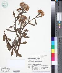 Image result for Pluchea bequaertii