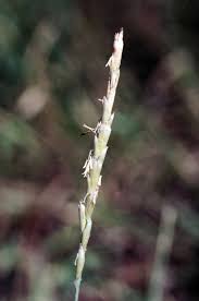 Image result for Pleurostylia africana