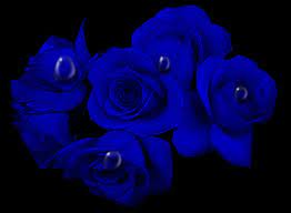 Choose from 350+ blue rose graphic resources and download in the form of png, eps, ai or psd. Roses Fan Art Blue Roses Animated Blue Roses Rose Fan Art