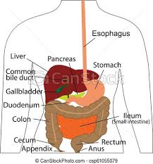 Digestive System Chart Digestive Organs In A Human Body Vector Illustration Of Human Body Physiology