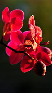 Wanita cantik stok foto dan gambar bebas royalti. Bunga Sakura Gambar Bunga Cantik Untuk Wallpaper Hp Bunga Bunga Cantik Bunga Sakura