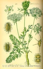 Image result for Daucus carota