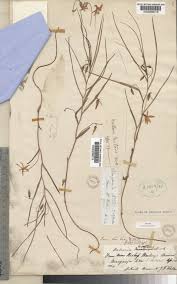 Image result for Walleria nutans