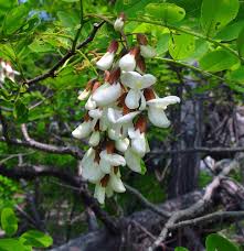 Image result for Robinia pseudo-acacia