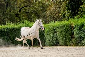 Buckskin silver dapple silver dapple foals. Das Abc Der Fellfarben Beim Pferd Von Bis A Wie Apfelschimmel Bis P Wie Palomino