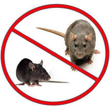 Hiring pest control companies in pune at pestomart is a right decision. Home Bhimashankar Pest Control