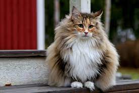 25 Cat Breeds With The Longest Life Spans In 2021 Domestic Cat Breeds Cat Breeds Large Cat Breeds