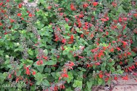 Herbaceous plants deer generally eat include crocus, dahlias, daylilies, hostas, impatiens, phlox, and trillium. Deer Resistant Annuals Colorful Choices For Sun And Shade
