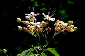 Image result for Clerodendrum lutambense