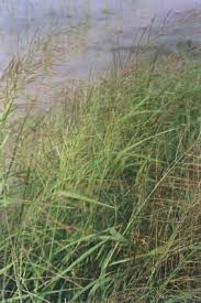 Image result for Lipocarpha chinensis