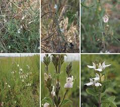 Image result for Crepidorhopalon schweinfurthii