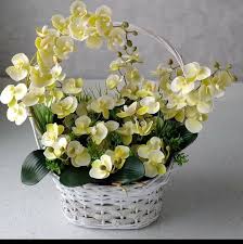 Cu un like dat paginii primiti acces gratuit la toate materialele noastre realizate de specialisti despre flori si gradini. Floare De Colt Home Facebook