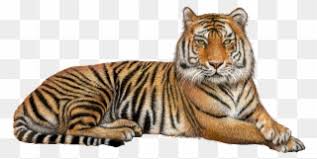 Here you can explore hq tiger drawing transparent illustrations, icons and clipart with filter setting like size, type, color etc. Tiger Clipart Transparent Background Graphic Black Tiger Hd Images Png Full Size Clipart 873105 Pinclipart