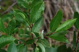 Image result for Caucanthus auriculatus