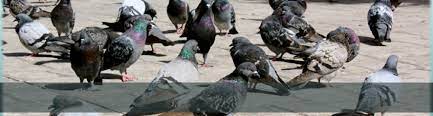 Pests don't stand a chance… Contact The Pigeon Specialist Pest Extermination