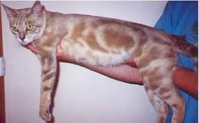 The australian mist cat originated in australia in the 1970s. About Australian Mist Cats My Kitty Caremy Kitty Care