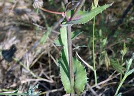 Image result for Sonchus schweinfurthii