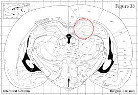 Expression Of Bdnf And Trkb In The Hippocampus Of A Rat Genetic Model Of Vulnerability Roman Low Avoidance And Resistance Roman High Avoidance To Stress Induced Depression Serra 2017 Brain And Behavior