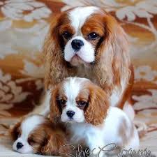 We did not find results for: Michelle Bonos Mabonos Profile Pinterest