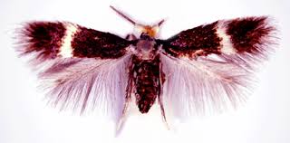 Image result for Stigmella freyella