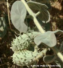 Image result for Pergularia