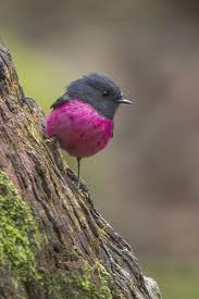 Bird With Long Colorful Beak Excellent Little Brown Birds With Long Beaks Pinterest Birds Little Birds Colorful Birds