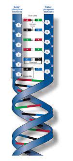 Deoxyribonucleic acid is a molecule composed of two polynucleotide chains that coil around each other to form a double helix carrying genetic instructions for the. Phosphate Backbone