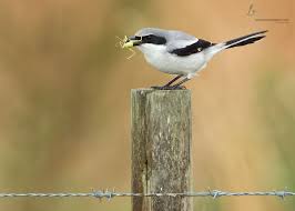 Birds Of West Texas Photos Loggerhead Shrike