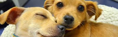 Please be sure your dog gets along well with other dogs as well as humans. Adopt A Dog Foothills Animal Shelter