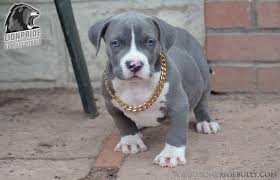 Abkc american bully pocket puppies. Xl American Bully Puppies For Sale Malusiawerusia