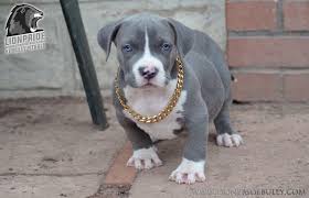 Maybe you would like to learn more about one of these? Xl American Bully Puppies For Sale Malusiawerusia