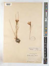 Image result for Gladiolus trichonemifolius