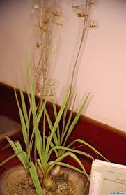 Image result for Eulophia