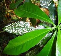 Image result for Hypericophyllum compositarum